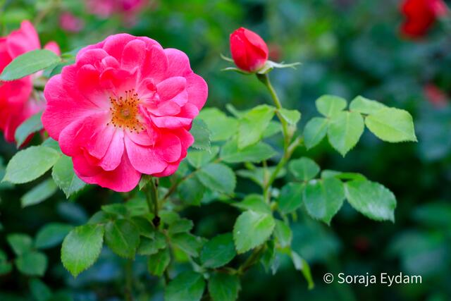 Essigrose | Foto: Soraja Eydam 