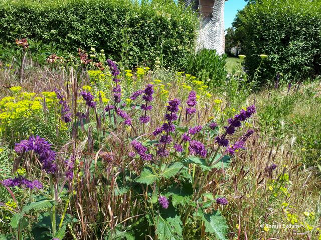 Quirlblütiger Salbai | Foto: Soraja Eydam 