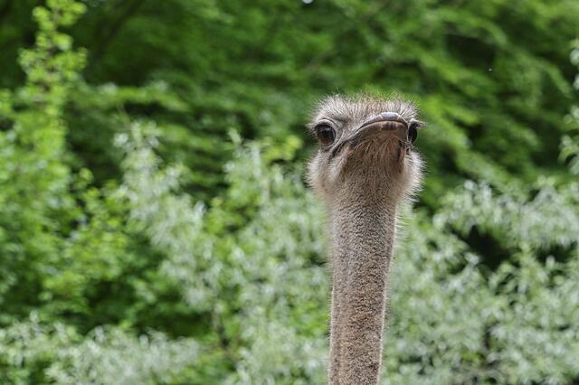 Was guckst Du? | Foto: Ilona Schäfer