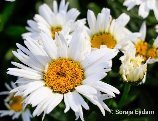 Margariten | Foto: Soraja Eydam 