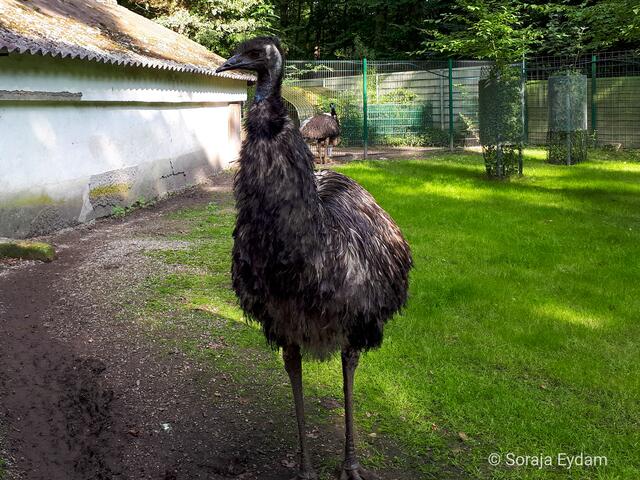 Emu | Foto: Soraja Eydam 