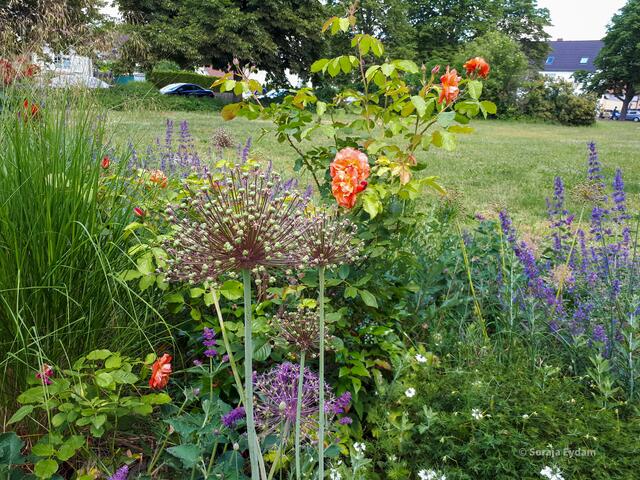 Blütenvielfalt | Foto: Soraja Eydam 