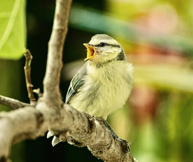 Jungmeise sitzt im Feigenbaum und bettelt nach Futter (Blattläuse) | Foto: Photo Ulrich Mueller