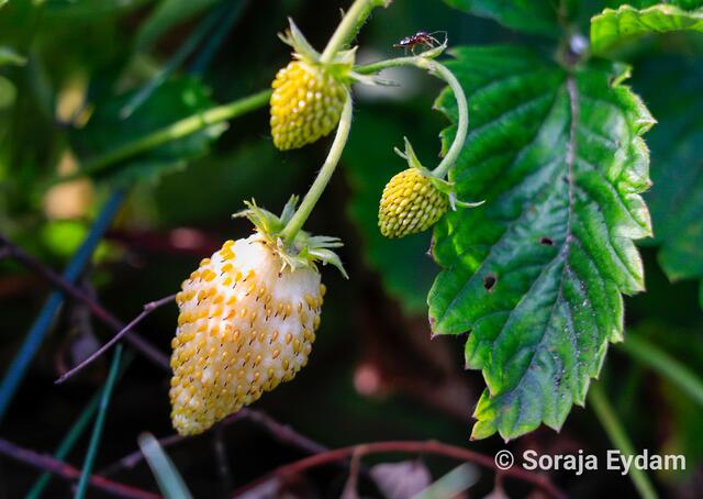 Ananas-Erdbeeren | Foto: Soraja Eydam 