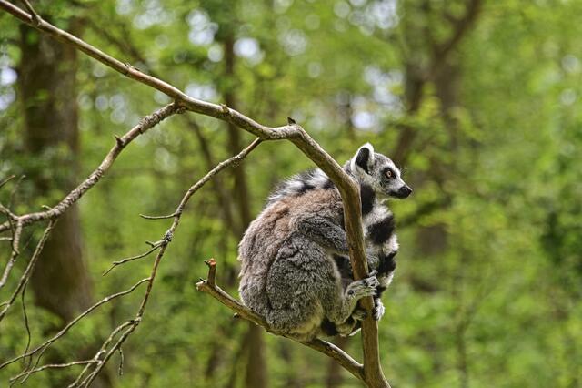 Katta | Foto: Ilona Schäfer