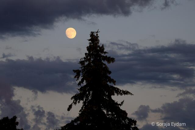 Mondnacht | Foto: Soraja Eydam 