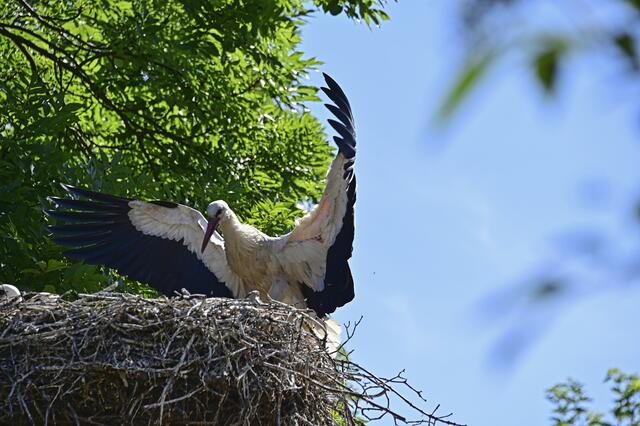 Perfekte Landung | Foto: Ilona Schäfer