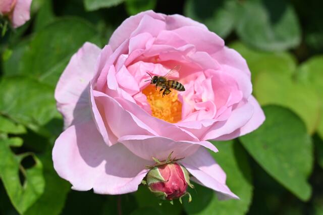 Biene über Rose | Foto: A. Abt