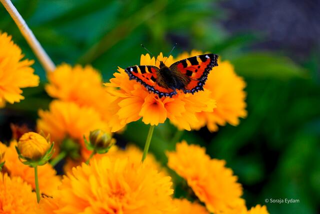 Kleiner Fuchs | Foto: Soraja Eydam 