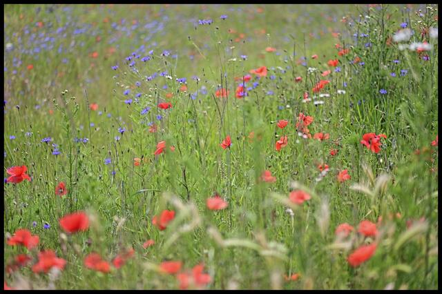 Mohn und mehr | Foto: Ilona Schäfer