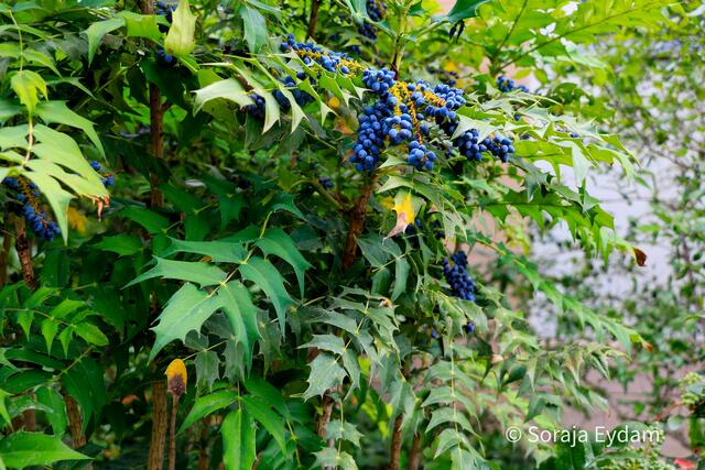 Mahonie | Foto: Soraja Eydam 