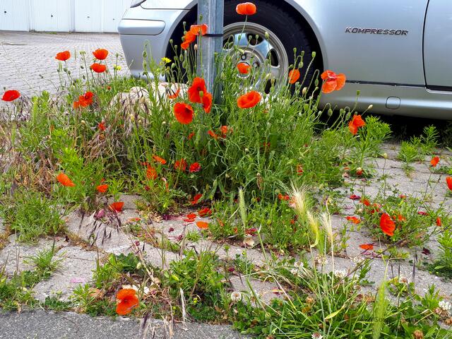 Mohn am Wegesrand | Foto: Soraja Eydam 