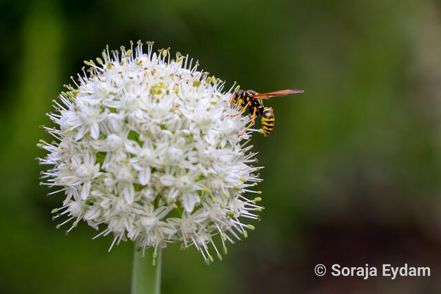 Lauchblüte | Foto: Soraja Eydam 