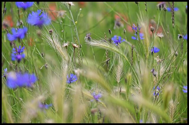 Sommerwiese | Foto: Ilona Schäfer