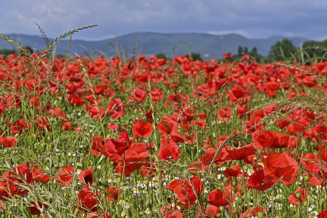 Roter Mohn | Foto: Ilona Schäfer