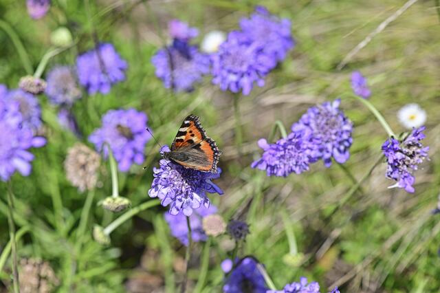 Kleiner Schmetterling | Foto: Ilona Schäfer