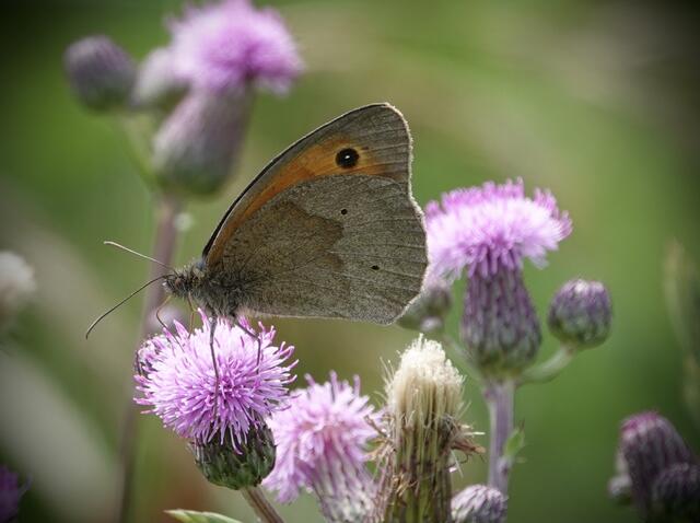 Foto: Volker Cleeves