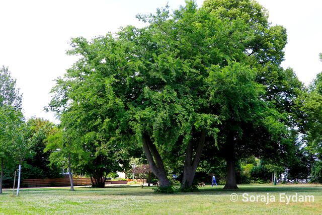 Ulme | Foto: Soraja Eydam 