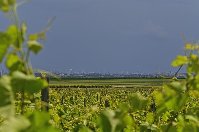 Durchgespitzelt... | Foto: Ilona Schäfer