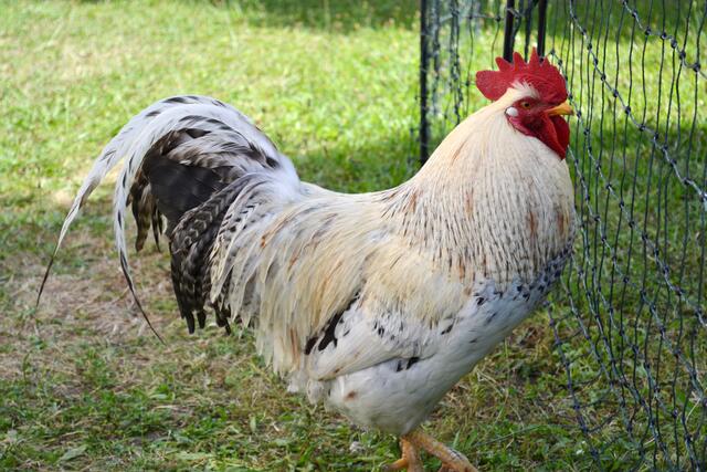 Ein Hahn aus der Nachbarschaft besucht Blumenhuhn Carla und ihre Freundinnen regelmäßig. Er muss außerhalb der Abzäunung bleiben. | Foto: Dennis Christmann/Lebenshilfe Südliche Weinstraße