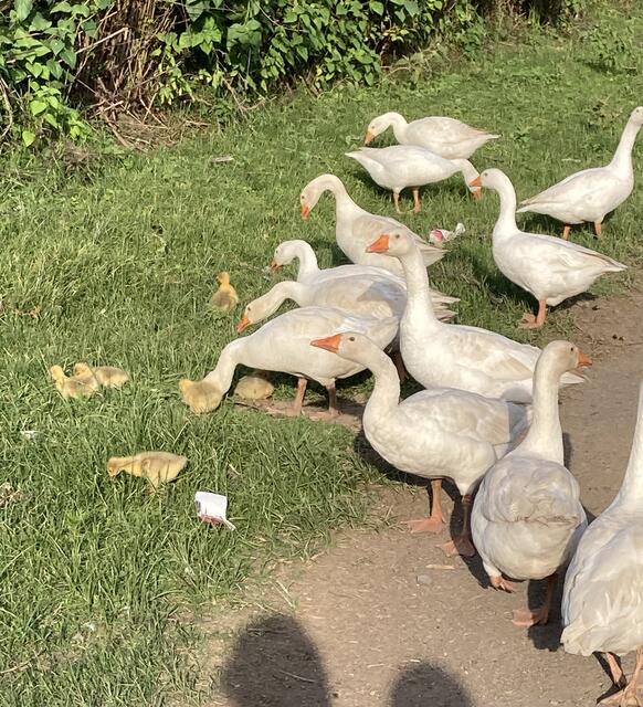 Gänse mit Nachwuchs  | Foto: SP