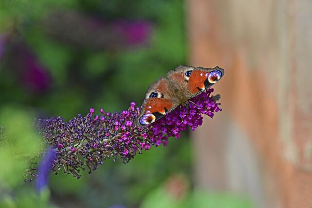 Kleiner Gartengast | Foto: Ilona Schäfer