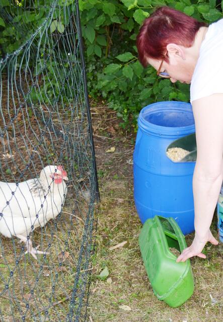 Menschen, die in dieser besonderen Wohnform der Lebenshilfe Südliche Weinstraße leben, übernehmen Verantwortung für die Hühner. Martina Weiler füllt Futter nach. | Foto: Dennis Christmann/Lebenshilfe Südliche Weinstraße