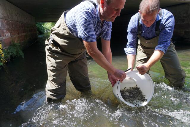 Thomas Oswald und  Dr. Hannes Kopf von der Struktur- und Genehmigungsdirektion Süd versenken 10.000 Lachbabys im Speyerbach. 