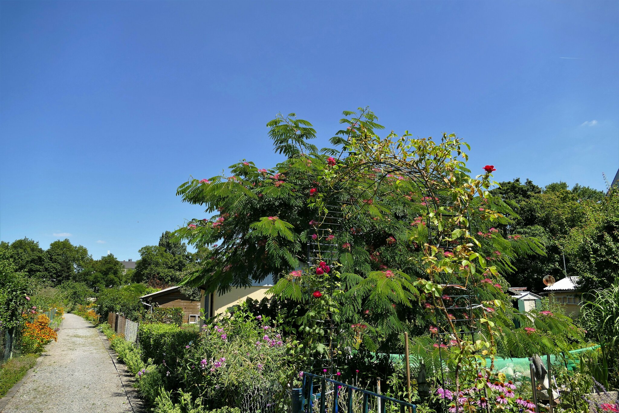 Karlsruhe Mühlburg Gartenanlage Oberer See Seidenbaum (Schlafbaum