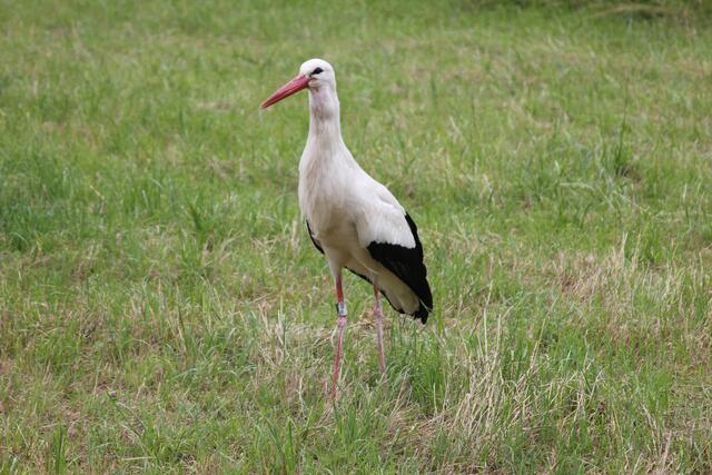 Adebar ist ein anderer Name für Storche und wird besonders in Fabeln genutzt | Foto: Katharina Schmitt