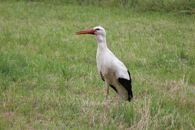 Der Klapperstorch kann in zwei verschiedenen Varianten "klappern": das sanfte Begrüßungsklappern oder das Abwehrklappern | Foto: Katharina Schmitt