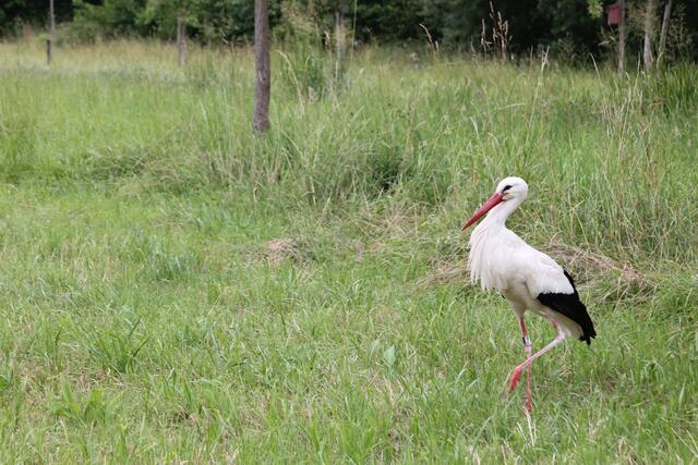 Der NABU kürte den Weißstorch 1984 und 1994 zum Vogel des Jahres | Foto: Katharina Schmitt