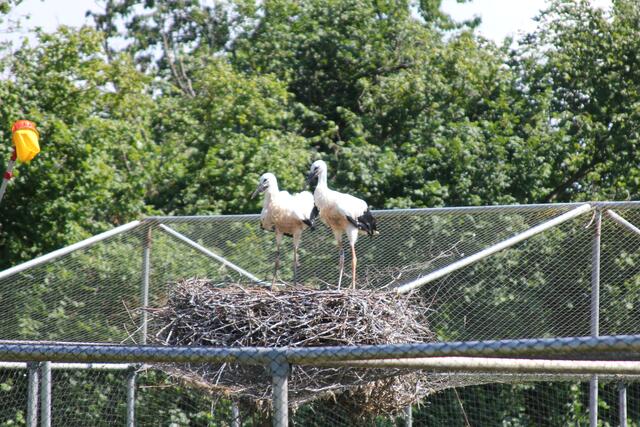 Wann gibt es endlich Essen? Die Jungvögel warten bereits auf die Fütterung. | Foto: Katharina Schmitt