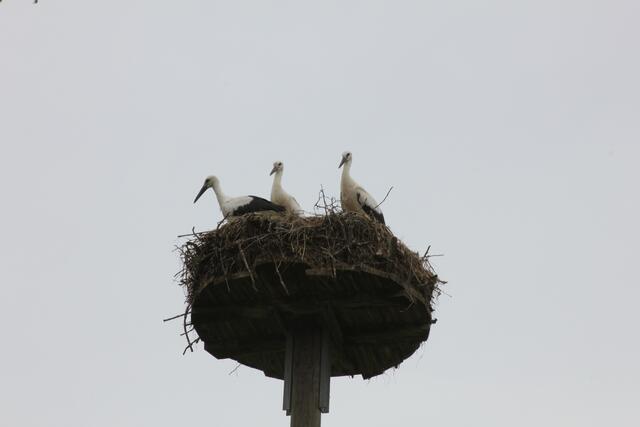 Die drei Jungvögel aus der "Nähe". Bei Jungstörchen sind Schnäbel anfangs schwarz und die Beine gelblich | Foto: Katharina Schmitt