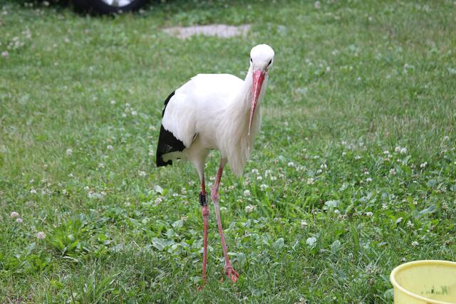 Storch Franzl kommt nach seiner Auswilderung immer noch gerne | Foto: Katharina Schmitt