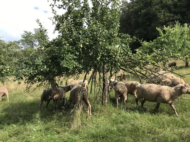 Die Schafe holen die Äpfel von den kleinen Bäumen auf der Streuobstwiese. Auch hier sollen sie Arten verschleppen. | Foto: Julia Glöckner