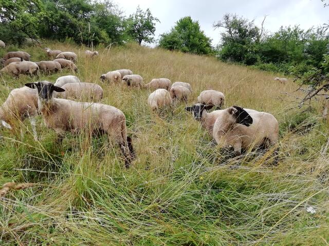 Die Schafe lieben grünes Gras und ziehen es dem trockenen vor. Die Trockenheit in den nächsten Jahren wird vor allem trächtigen Schafen zu schaffen machen, die eigentlich besseres Futter brauchen. Man wird Kraftfutter zufüttern müssen.  | Foto: Julia Glöckner