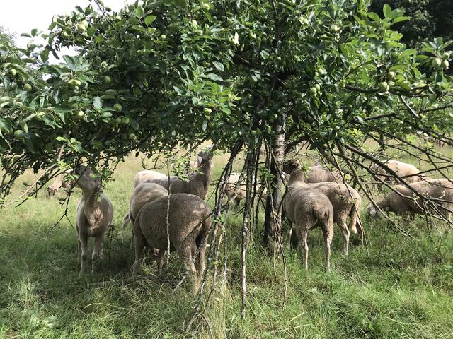 Die Äpfel schmecken noch besser als Gras.  | Foto: Julia Glöckner