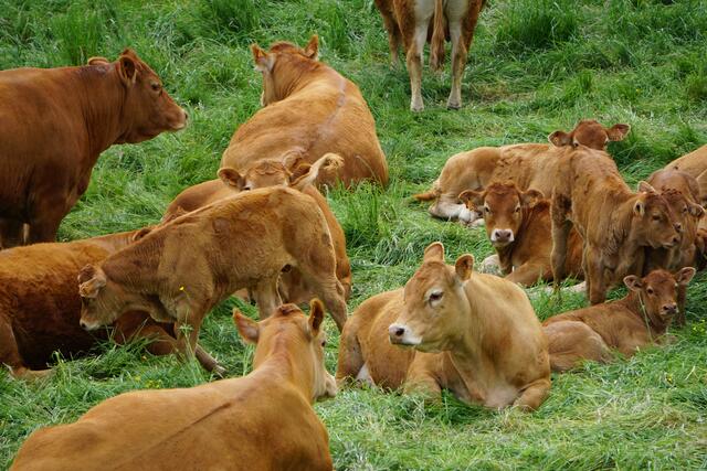 Millevaches - 1.000 Kühe und mehr trafen die Radfahrer bei ihrer Tour de France | Foto: Markus Pacher