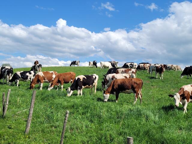 Millevaches - 1.000 Kühe und mehr trafen die Radfahrer bei ihrer Tour de France | Foto: Markus Pacher