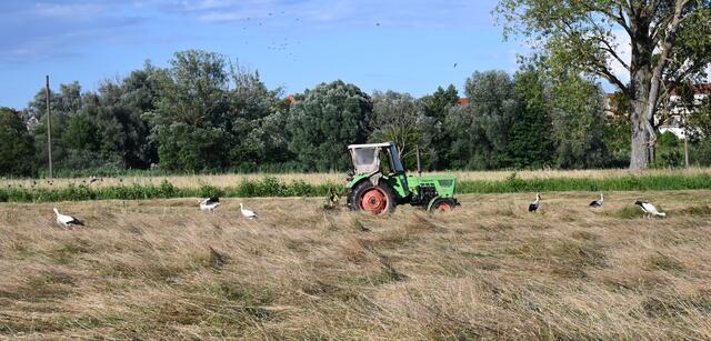Störche und Traktor auf den Woogwiesen | Foto: A. Abt