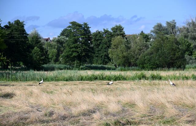 Störche auf den Woogwiesen Jockgrim | Foto: A. Abt