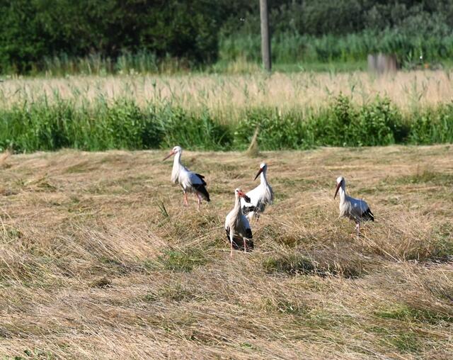Störche auf frisch gemähter Wiese | Foto: A. Abt