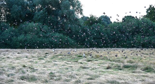 Stare und Störche auf den frisch gemähten Woogwiesen Jockgrim | Foto: A. Abt