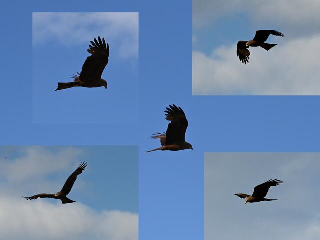 Milan | Foto: A. Abt