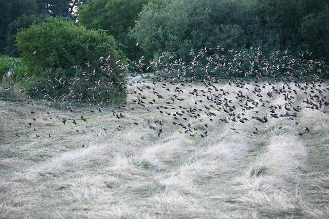 Stare - Woogwiesen Jockgrim | Foto: A. Abt