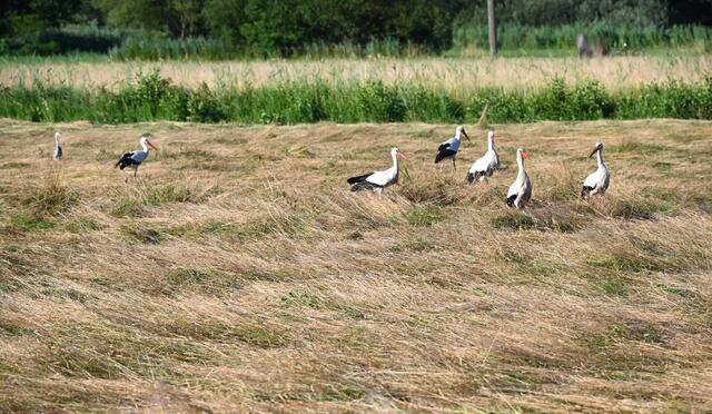 Störche auf frisch gemähter Wiese | Foto: A. Abt