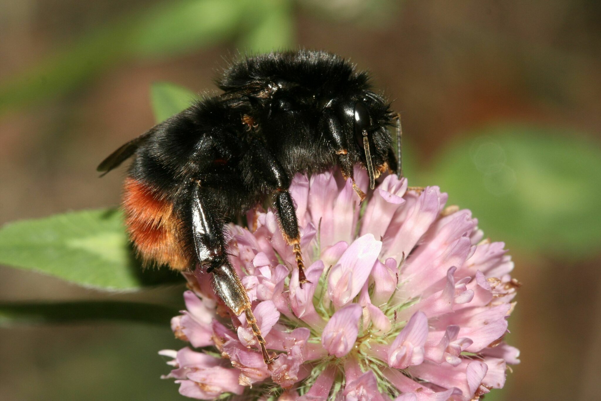 NABU: Insekten zählen und melden: Insektensommer vom 5. - 14. August ...
