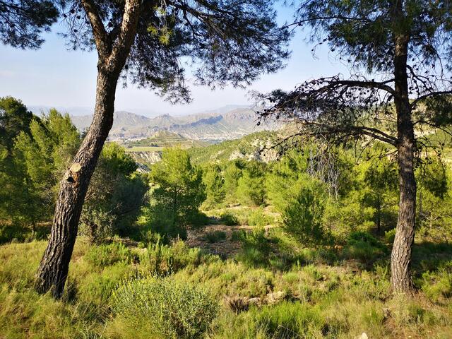Sierra de Ricote mit Blick ins Tal | Foto: Petra Lupp