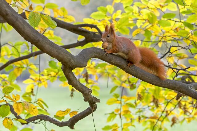 Ein Eichhörnchen mit Nuss | Foto: Thomas Hinsche/NABU